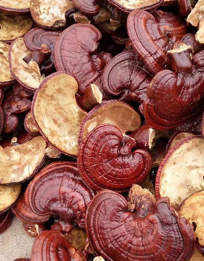 灵芝益精补肾治虚劳