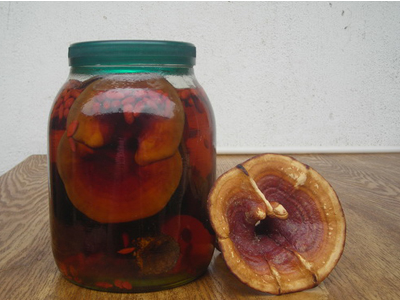 灵芝泡黄酒 有效缓解积年胃病