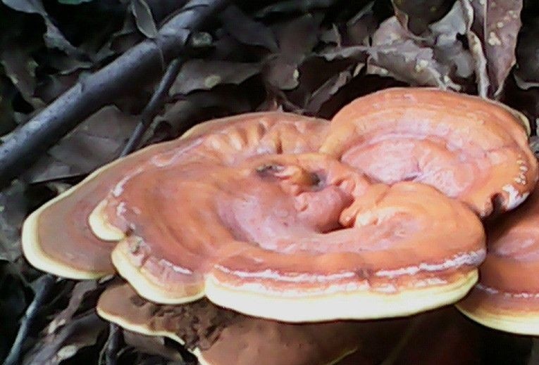 仙草灵芝 夏季进补延年佳品