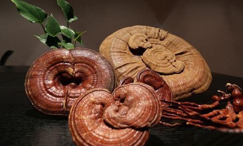 灵芝真的是“灵丹妙药”吗