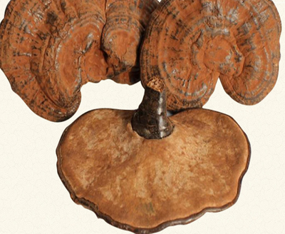 灵芝的多种妙用