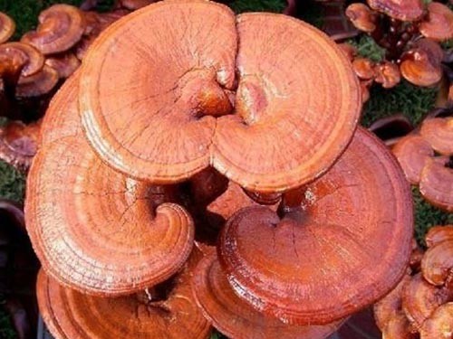 灵芝孢子粉的作用就是抗癌防衰老