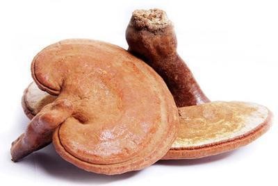 灵芝防癌有理有据