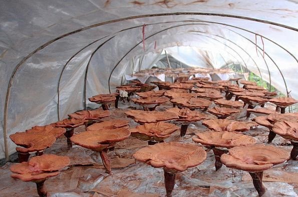 灵芝所具备的内源性抗肿瘤大作用