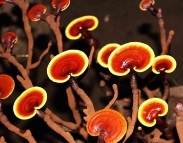 怀孕人群可以吃灵芝吗