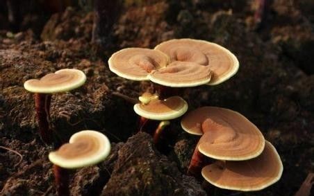 灵芝的五大神奇养生功效