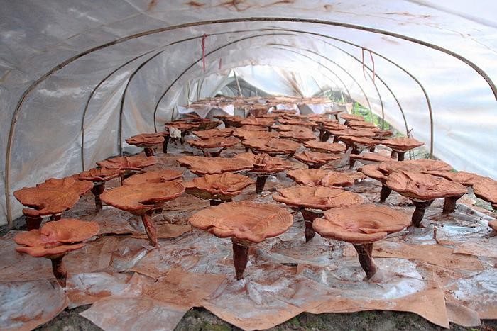 灵芝神奇作用 保肝解毒抗肿瘤