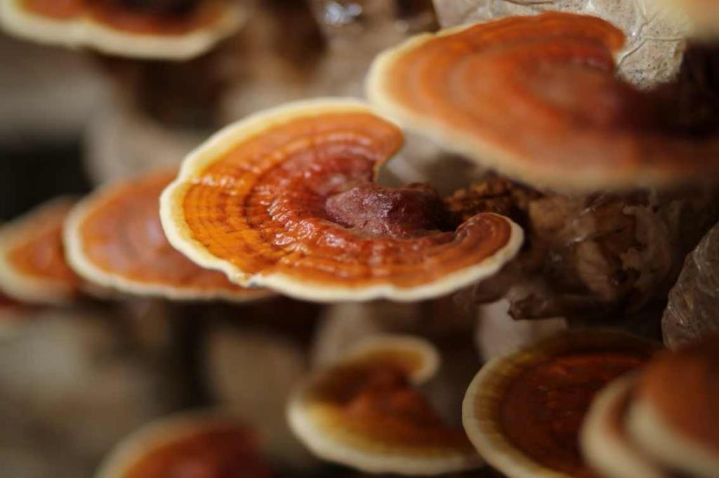 灵芝作用 补血养颜减肥抗衰老