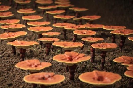 灵芝的五种营养吃法