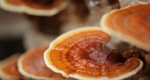 孕妇能不能吃灵芝