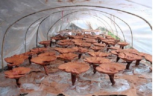 灵芝茶有什么功效