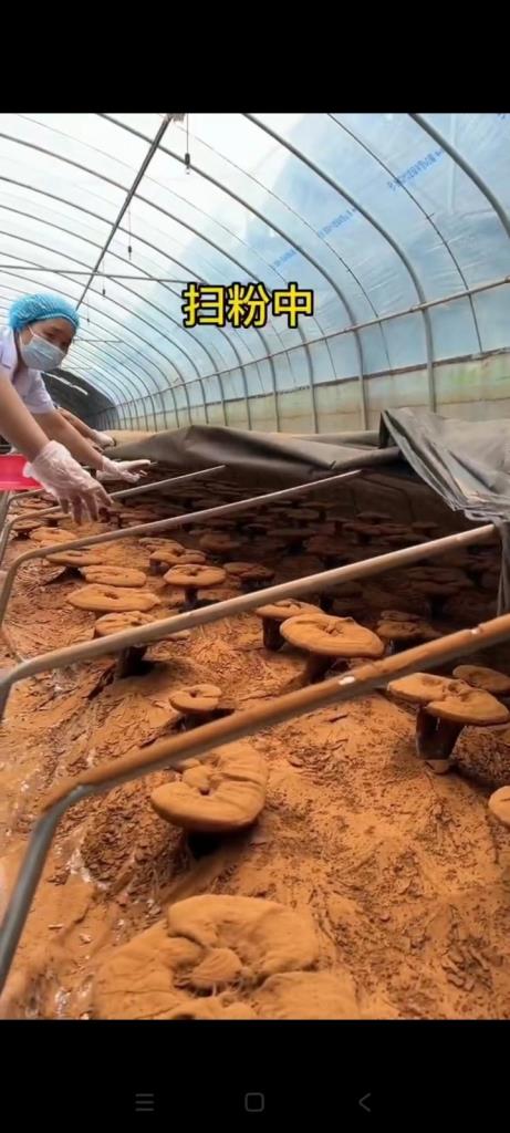 灵芝的种类有哪些？哪种保健效果好？