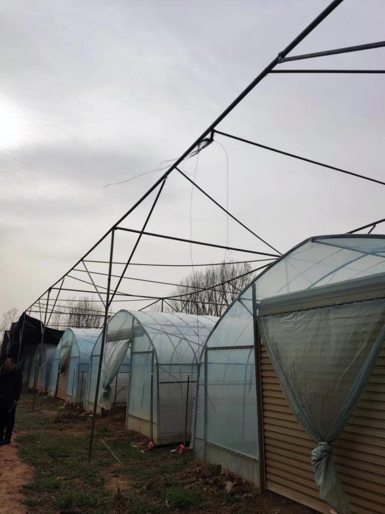 谈谈河南省康力加种植有限公司的灵芝孢子粉