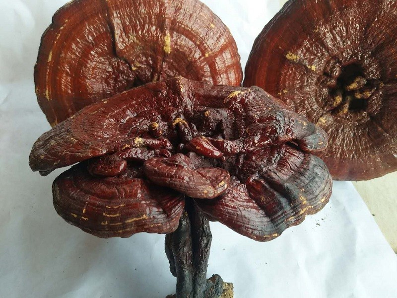 中国最好的灵芝产地